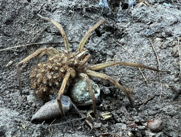 Rabid Wolf Spider